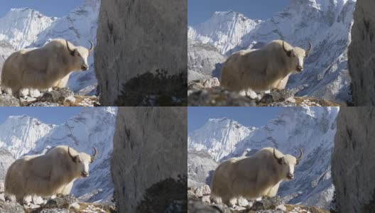 尼泊尔喜玛拉雅山脉的白牦牛。白雪覆盖的顶部是背景。替身拍摄高清在线视频素材下载