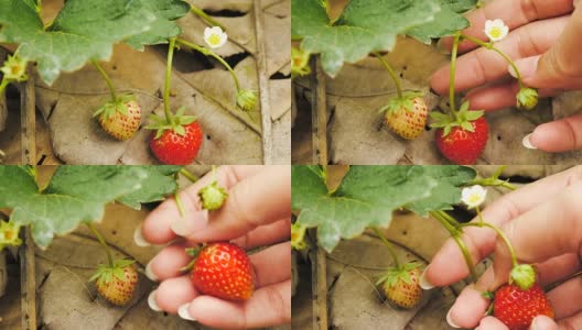 种植园里美味的草莓高清在线视频素材下载