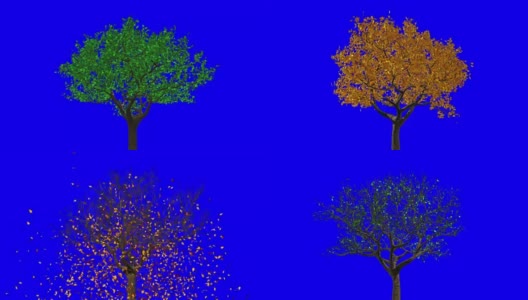 树叶出现在树上，它们变黄，然后脱落。蓝色屏幕。高清在线视频素材下载