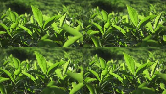 阳光下新鲜的绿茶叶子。慢动作高清在线视频素材下载