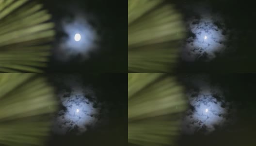 聚焦月亮的情绪在亚洲的树枝在夜晚高清在线视频素材下载