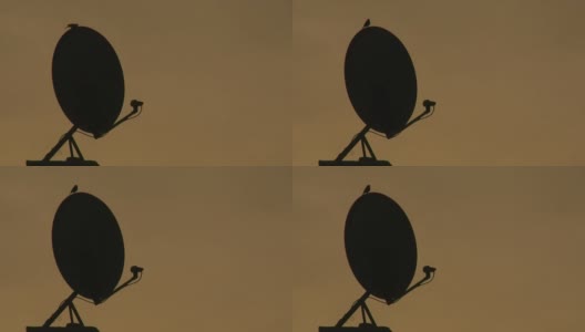 小鸟在卫星天线上忽上忽下高清在线视频素材下载