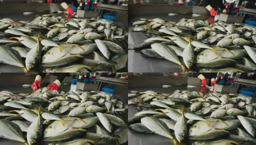 在渔厂收集鱼的工人高清在线视频素材下载