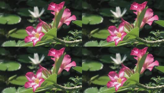 红花Adenium against花的白莲已揭示在水库高清在线视频素材下载