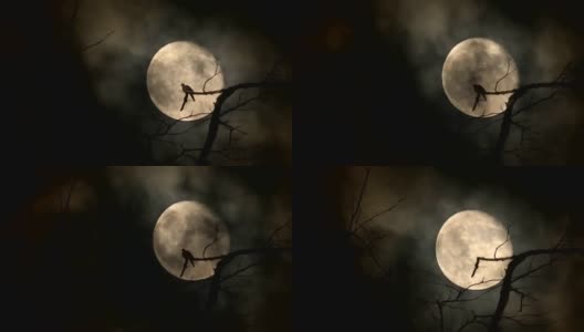 鸽子的剪影飞坐在树枝上，满月的夜晚，明亮和黑暗的云背景高清在线视频素材下载