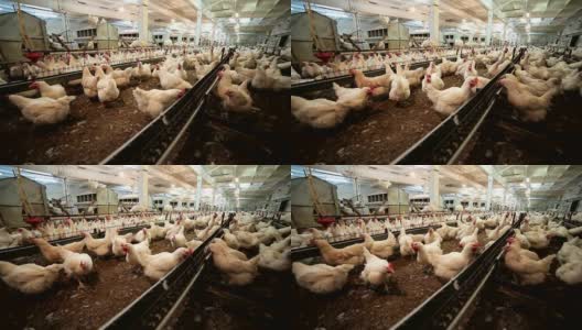 肉鸡在养鸡场的养鸡场边走边吃高清在线视频素材下载
