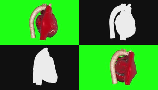 一个跳动的人类心脏的3D动画循环阿尔法镜头包括。高清在线视频素材下载
