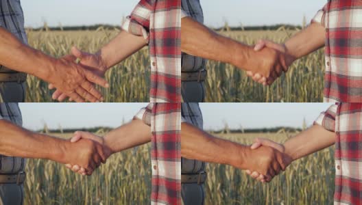 两个农民握手的特写背景是农村的麦田和小麦高清在线视频素材下载