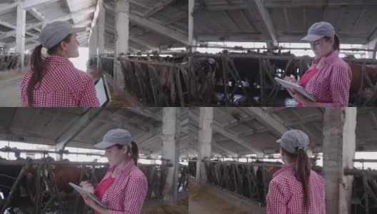 现代农场的日记。牲畜的牧场。奶牛。一个农妇在谷仓里检查牲口。高清在线视频素材下载