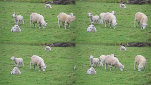 牧场上的羊高清在线视频素材下载
