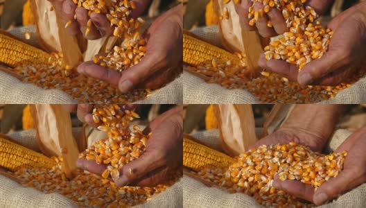 刚收获的玉米，慢镜头高清在线视频素材下载