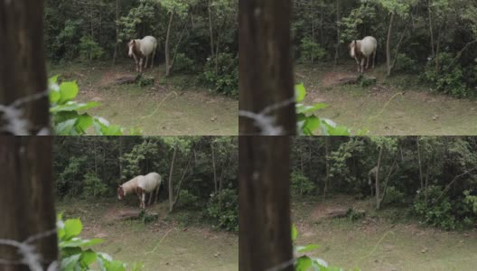 马从树林里出来了高清在线视频素材下载