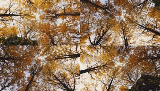 低角度观看金色的银杏叶树在阳光明媚的秋日，旋转拍摄，4k b卷循环镜头，秋天的概念。高清在线视频素材下载