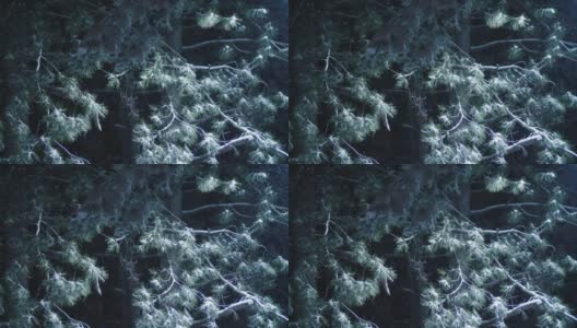 可循环的近距离拍摄降雪在松树林地，密集的降雪，和积雪覆盖的树木。冬天的观点。下雪。环境问题。高清在线视频素材下载