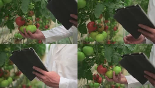 水培大棚栽培番茄蔬菜及用片高清在线视频素材下载