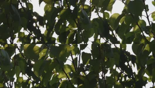杏树的叶子在明亮的阳光下摇曳着高清在线视频素材下载