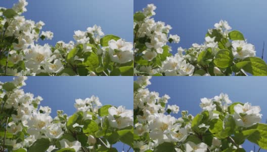 特写树枝与美丽的雪白茉莉花在蓝天的背景。盛开的茉莉花分支。植物、细节、自然高清在线视频素材下载