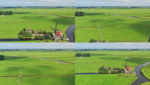 传统的荷兰景观与风车和奶牛在早上高清在线视频素材下载