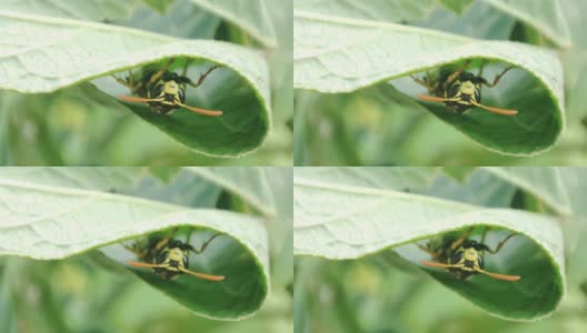 黄蜂坐在花园的绿叶上。特写镜头宏黄蜂。危险的昆虫户外高清在线视频素材下载