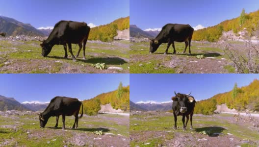 一头黑牛看着相机。佐治亚州的山，斯瓦内蒂，高清在线视频素材下载
