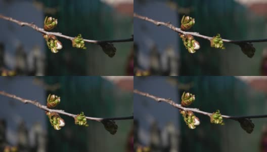 一个蜘蛛在树枝上爬行的特写，在春天，树叶开花高清在线视频素材下载