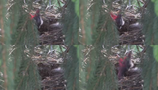 雏鸟在鸟巢里啼叫以4k慢镜头60帧每秒拍摄高清在线视频素材下载
