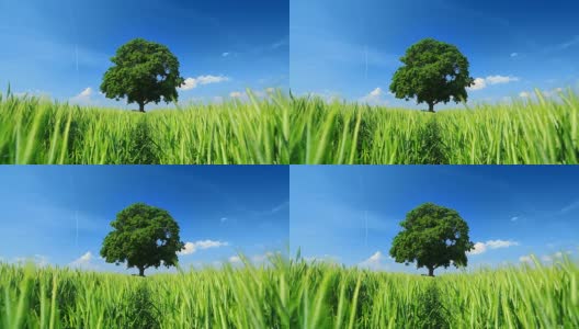 绿树-麦田景观高清在线视频素材下载