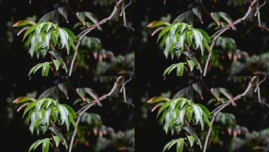 雨滴落在树叶上，雨后是大自然的清新高清在线视频素材下载