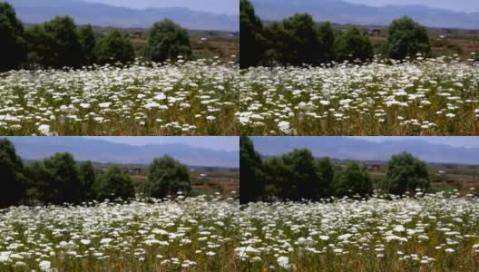 白色的花朵领域高清在线视频素材下载