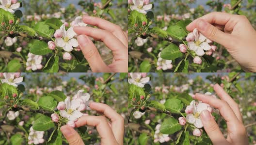 特写的女性手触摸盛开的苹果花瓣在春天高清在线视频素材下载