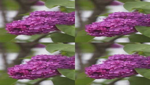 一束盛开的紫丁香在风中摇曳高清在线视频素材下载
