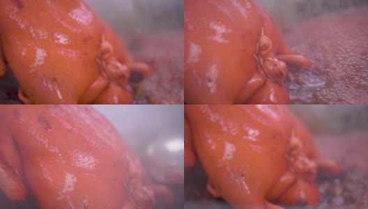 厨师用沸水和食用色素漂白整只鸭子，在锅上用食用色素漂白整只鸭子高清在线视频素材下载