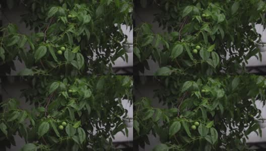 夏雨滴在绿色核桃的叶子上高清在线视频素材下载