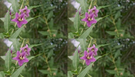 夏季紫色野花的自然背景与复制空间密切相关。4k花卉背景为您的项目。野生动物有机旅游理念高清在线视频素材下载