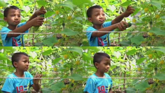 一个男孩养了一根黄瓜。高清在线视频素材下载