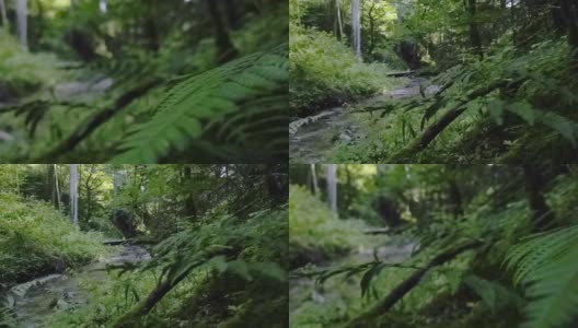 森林里的流水高清在线视频素材下载