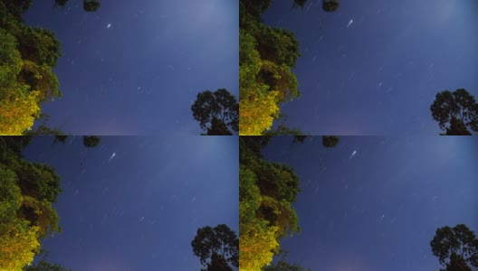在夜空中，在热带雨林中行走的Bristlehead塔上的星星的延时镜头高清在线视频素材下载
