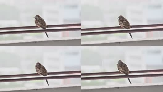 孤独的鸽子在城市里躲雨高清在线视频素材下载