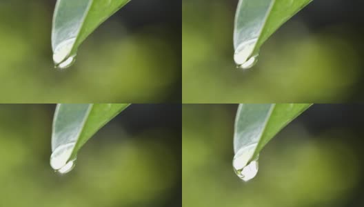 水滴落在新鲜的绿叶反射阳光在清晨的自然背景，微距拍摄的慢动作。拯救环境的概念，清洁地球，生态，世界地球日。高清在线视频素材下载