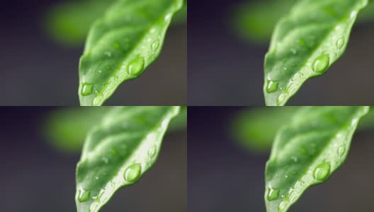 4K水滴在叶子上高清在线视频素材下载
