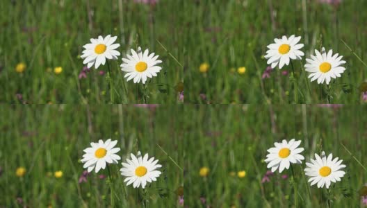 Margaritenblüte，白菊花，花，玛格丽特，野花，盛开，草地，阿尔卑斯山，Allgäuer Alpen, 4K高清在线视频素材下载