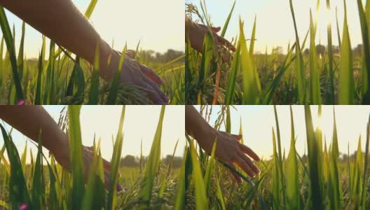 慢镜头:金色的夕阳下，人的手抚摸着成熟的稻苗高清在线视频素材下载