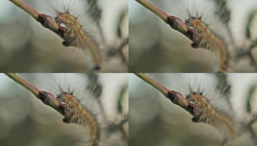 蝴蝶毛虫以荨麻为食高清在线视频素材下载