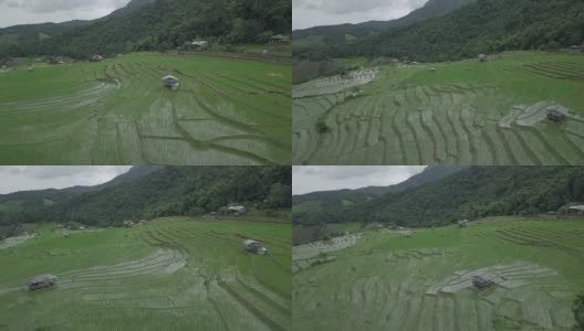 水稻梯田高清在线视频素材下载