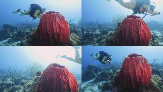 一名潜水员在库拉索岛附近的加勒比海珊瑚礁上，巨大的海绵在前景中高清在线视频素材下载