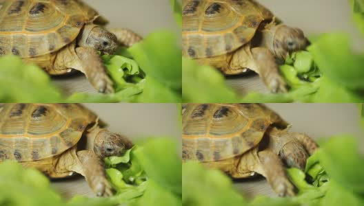 乌龟吃绿叶沙拉的叶子高清在线视频素材下载