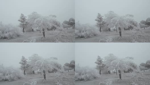 白雪覆盖的山空地。多风多雾的天气。树木和灌木上覆盖着一层厚厚的霜高清在线视频素材下载