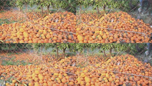 树下躺着大量腐烂的橘子高清在线视频素材下载