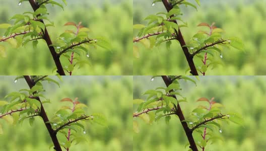 水滴在树上高清在线视频素材下载