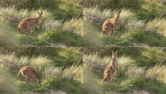 袋鼠沙袋鼠-澳大利亚野生动物高清在线视频素材下载